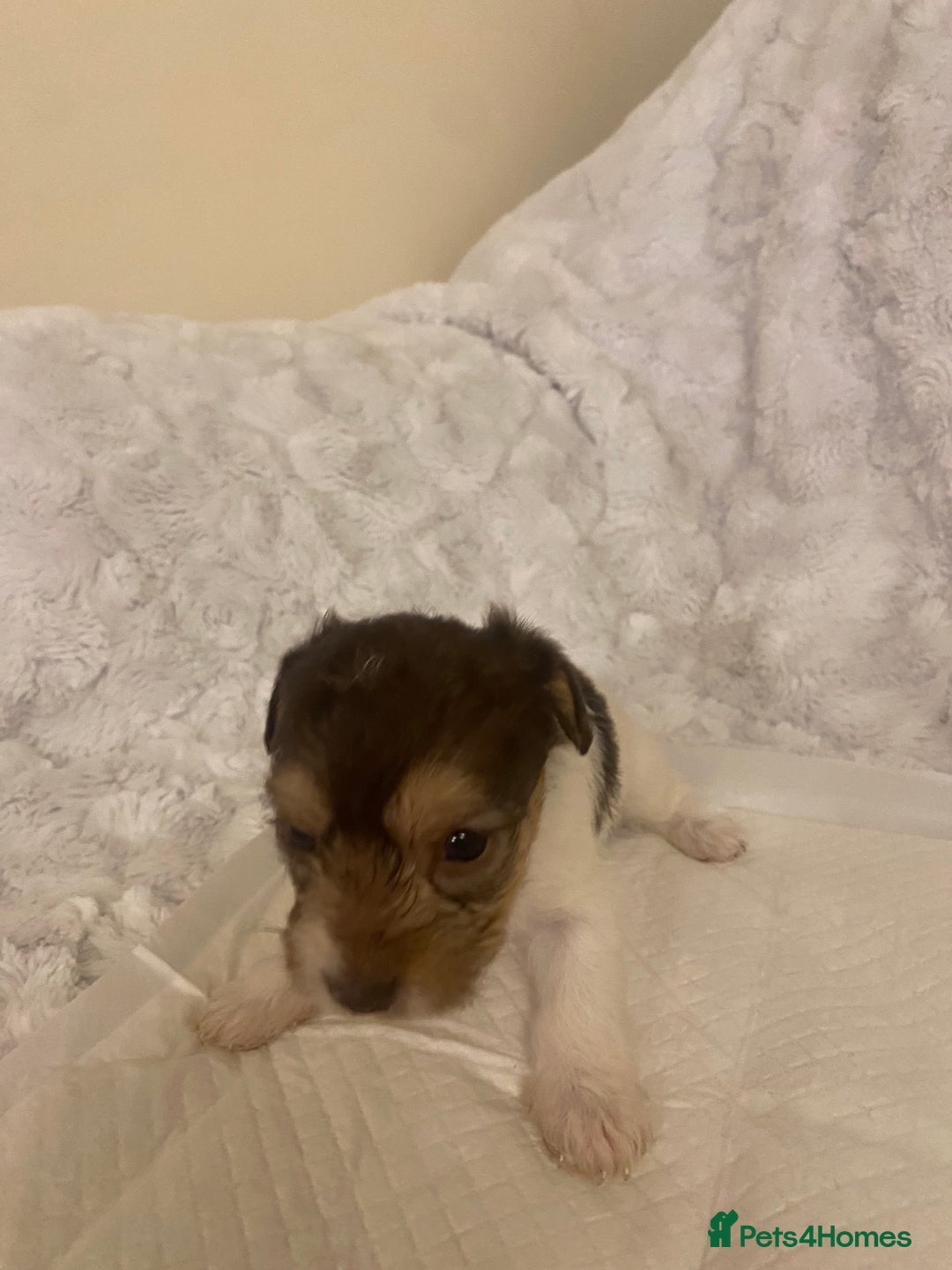 Jackapoo dogs for sale: Jackapoo puppies  - Advert 20