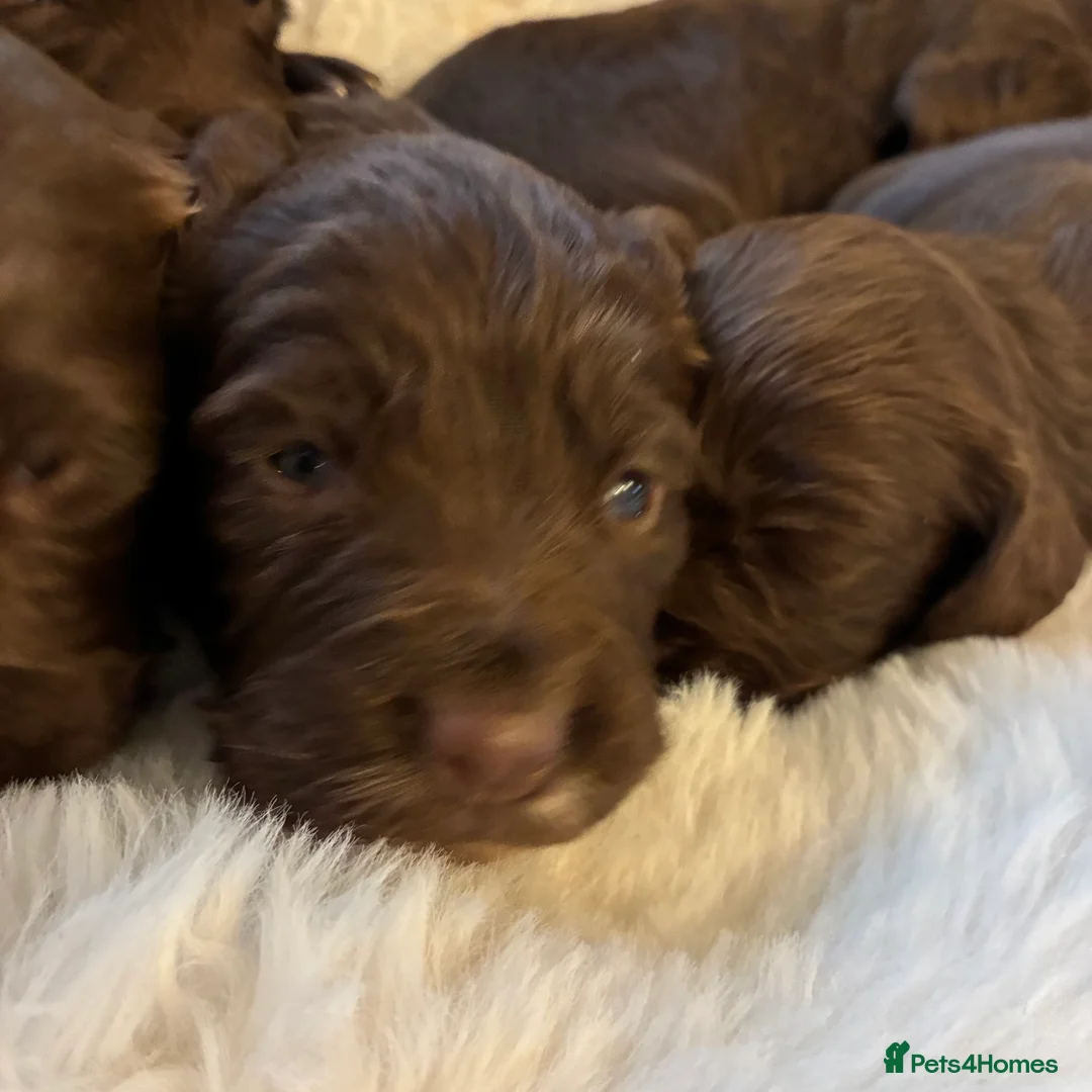 Sprocker dogs for sale: Sprocker puppies for sale  - Advert 17