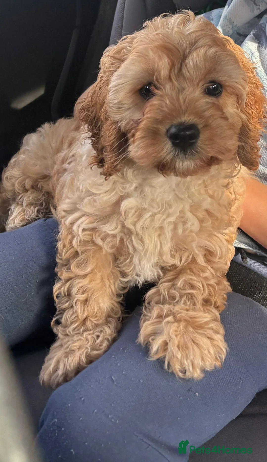 Cavapoo dogs for sale: Yellow collor available- ready to leave  - Advert 1