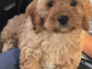 Cavapoo dogs Yellow collor available- ready to leave - Advert 16