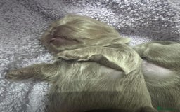 Shih Tzu dogs for sale: Exquisite Doll Faced Lilac Imperial Girl 🎀  - Image 2