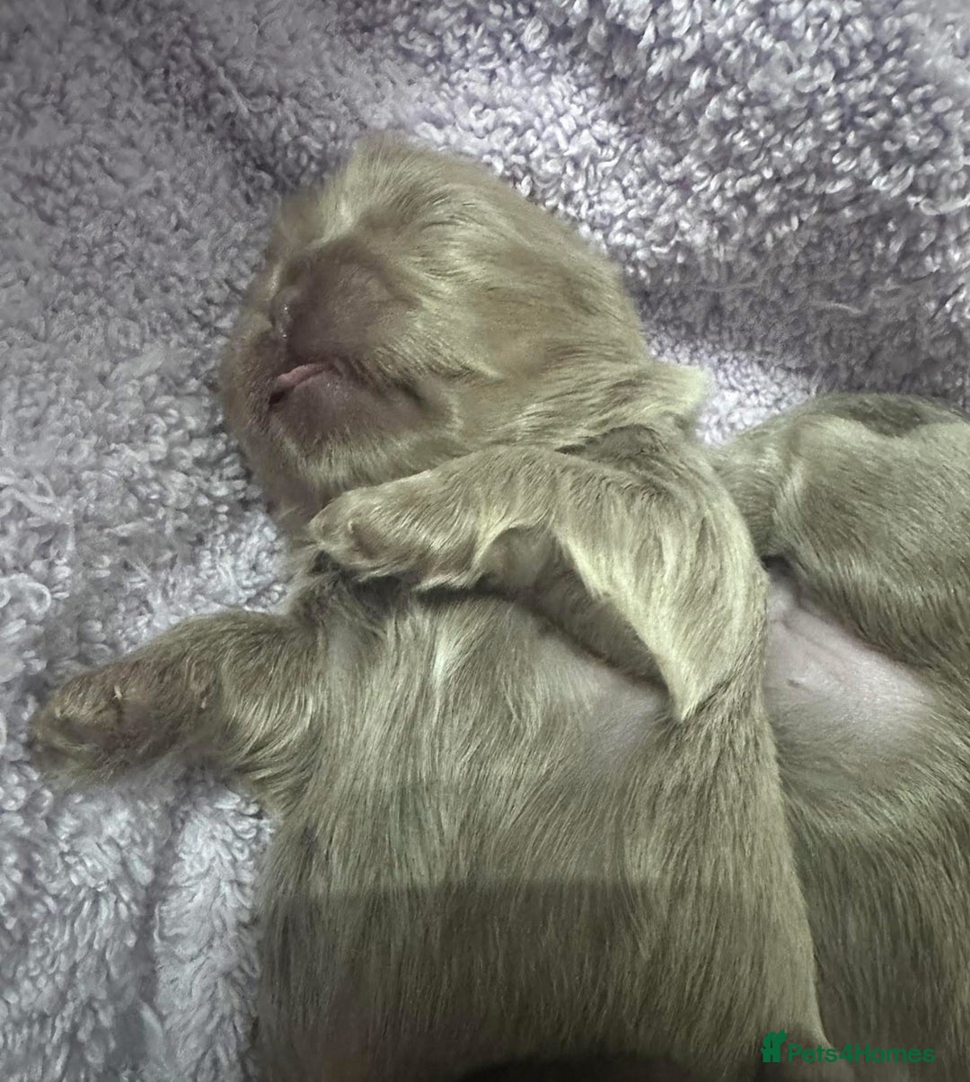 Shih Tzu dogs for sale: Exquisite Doll Faced Lilac Imperial Girl 🎀  - Image 2