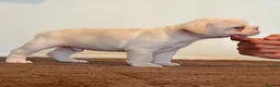French Bulldog dogs for sale: French bulldog puppies  - Advert 4