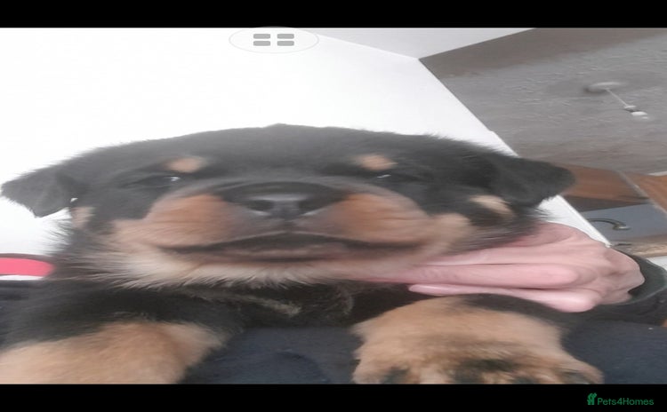 Rottweiler dogs - Advert 1