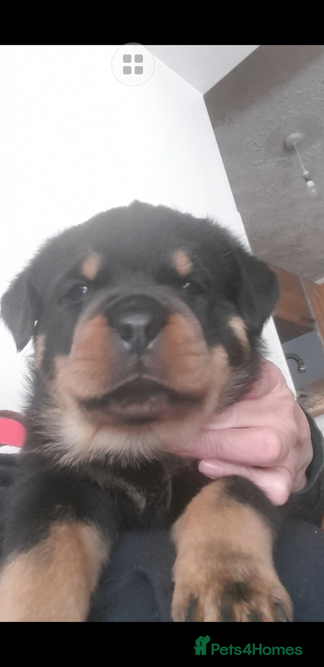 Rottweiler dogs for sale: Kc registered Serbian rottweilers  - Image 1