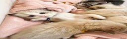 Ragdoll cats for sale:  🐾 Pure Ragdoll Kittens – The Summer Litter ☀️  - Advert 10