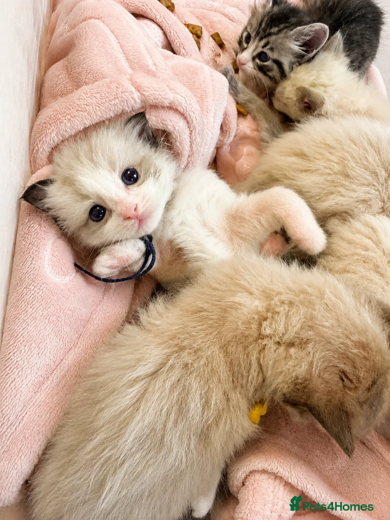 Fern, boy kitten from our Summer Litter of pure Ragdolls, now rehomed