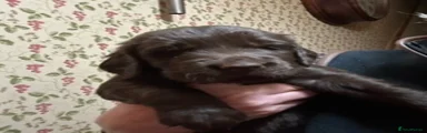 Flat coated Retriever 1