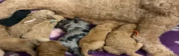Labradoodle dogs for sale: Multigen labradoodle puppies - Advert 6