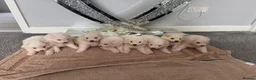 Samoyed dogs for sale: Samoyed Puppies - Advert 11