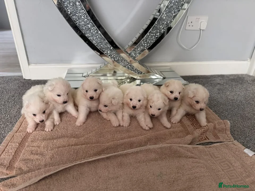Samoyed dogs for sale: Samoyed Puppies - Advert 11