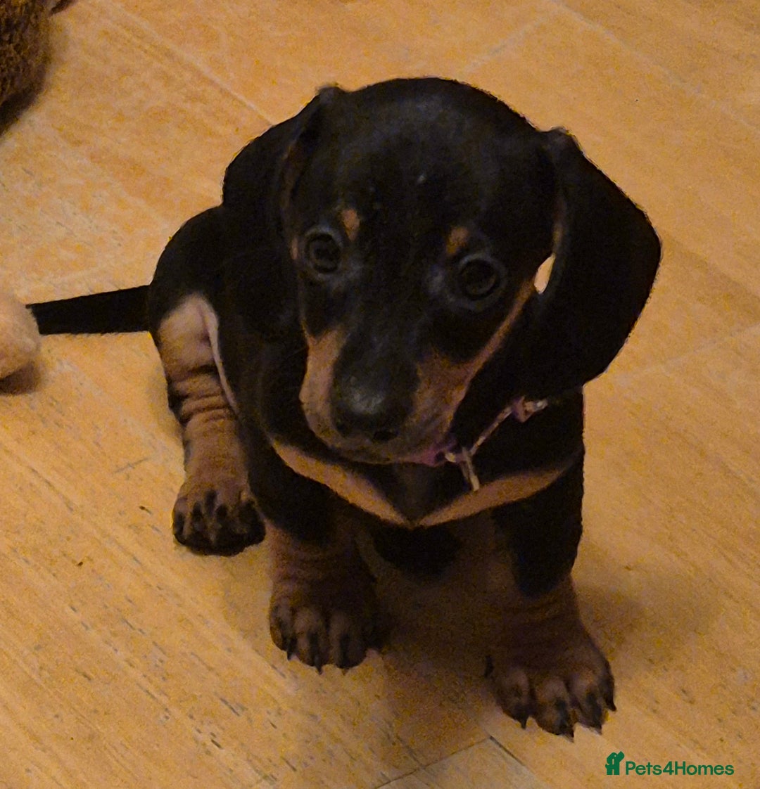 Dachshund dogs for sale: Miniature Dachshund puppies ready for forever home - Advert 10