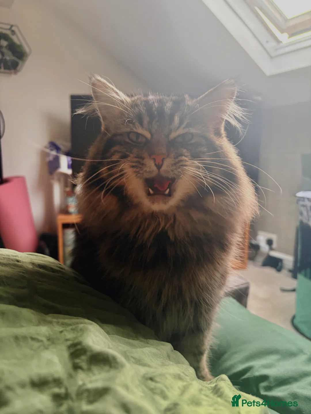 Ragdoll cats for sale: 3 Ragdoll Kittens 🤍 - Advert 22