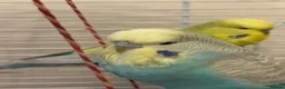 Budgerigars birds for sale: Beautiful Budgies (male & female) + cage + food in Manchester - Advert 2