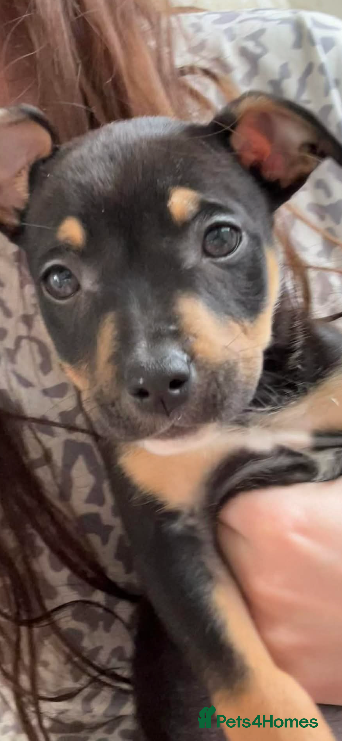 Mixed Breed dogs Black and Tan puppy  - Advert 1