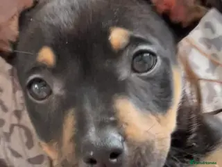 Mixed Breed dogs Black and Tan puppy - Advert 1