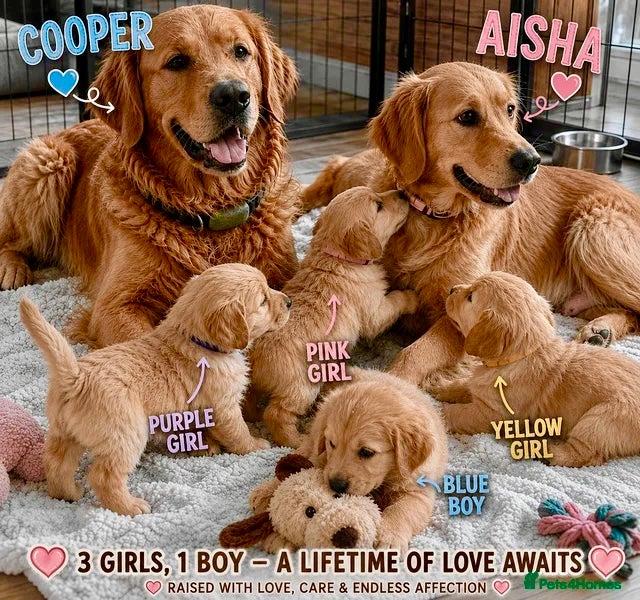 Golden Retriever dogs 🐾 Golden Retriever Puppies – Raised with Love 🐾 - Advert 3