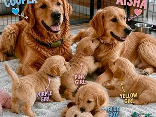 Golden Retriever dogs 🐾 Golden Retriever Puppies – Raised with Love 🐾 - Advert 2