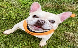 French Bulldog dogs for sale: Male French bulldog  - Image 8