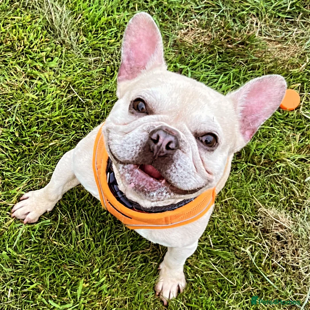 French Bulldog dogs for sale: Male French bulldog  - Image 8