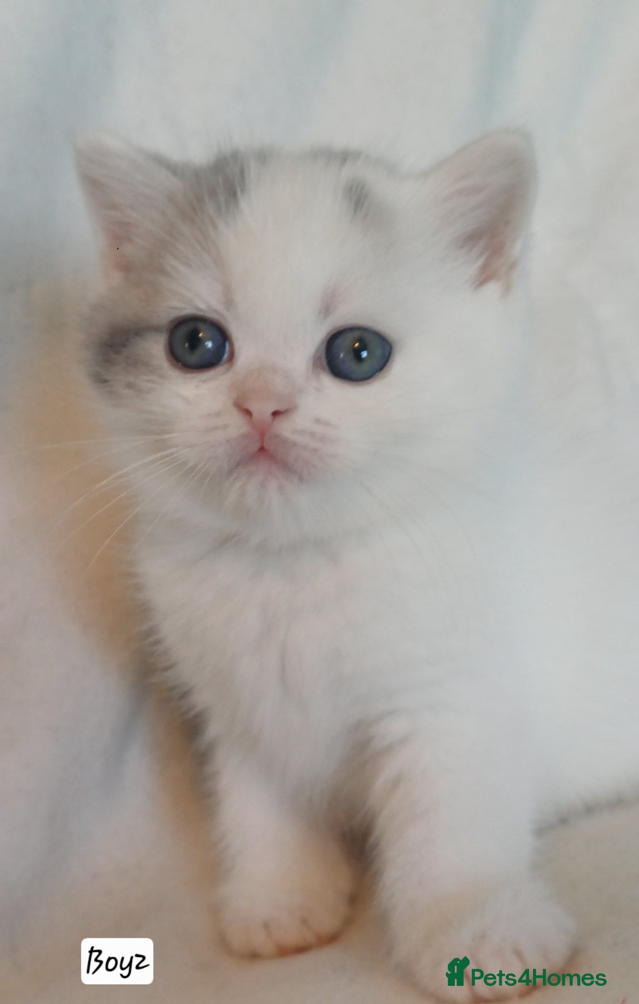 British Shorthair cats for sale: Gorgeous Brittish Shorthair 🐱 - Advert 10