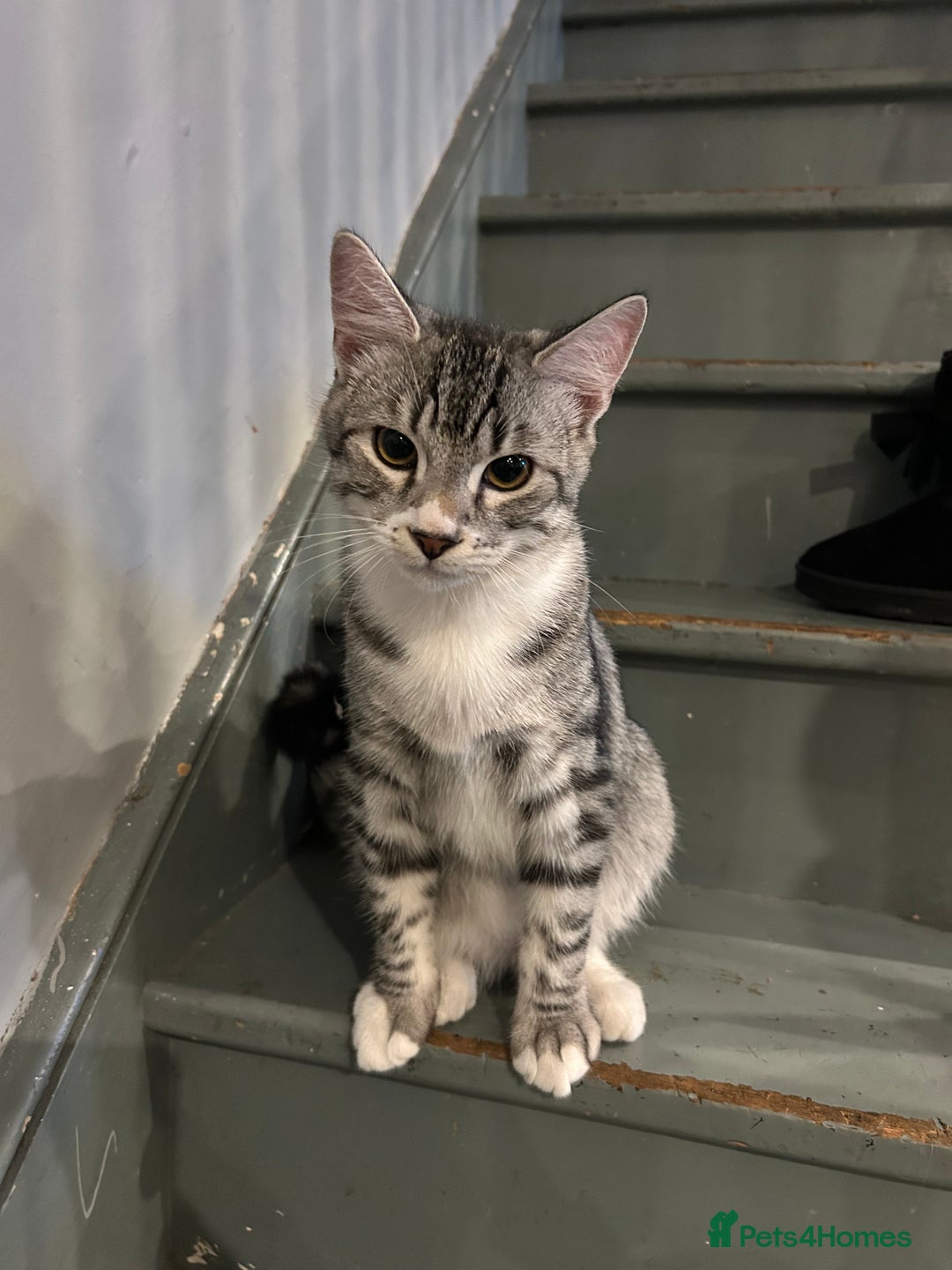 Bengal cats for sale: 5 month old male bengal - Advert 4