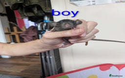 Rat rodents for sale: Dumbo rats - Image 9