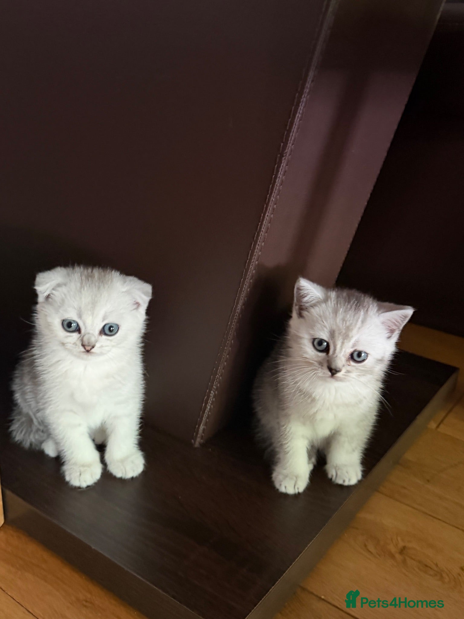 British Shorthair cats British Shorthair and Scottish Fold  - Advert 2