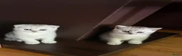 British Shorthair cats for sale: British Shorthair and Scottish Fold  - Advert 2