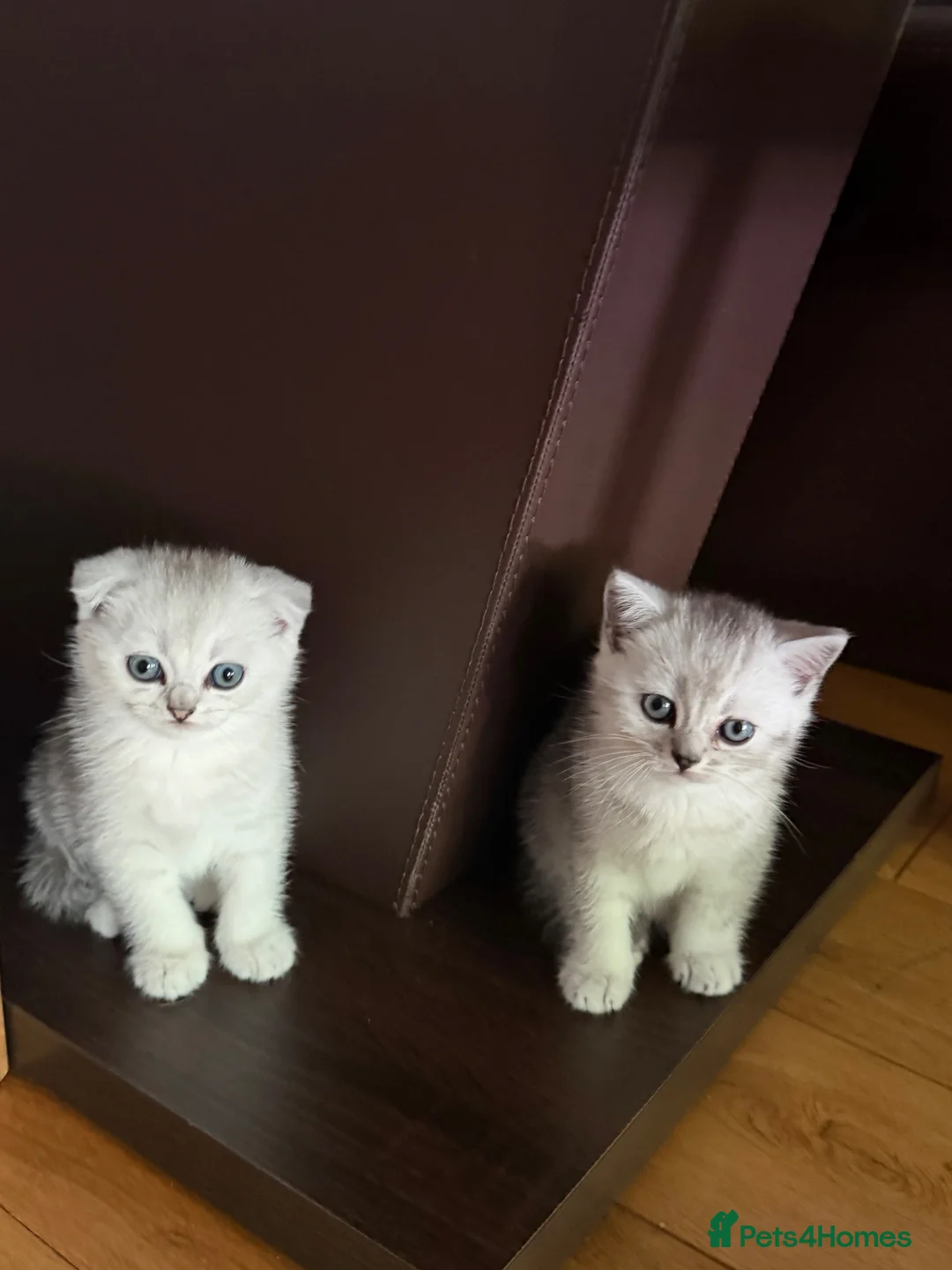 British Shorthair cats for sale: British Shorthair and Scottish Fold  - Advert 2