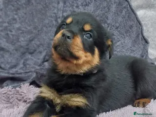 Rottweiler dogs KC Rottweiler pups (health tested parents) - Advert 14