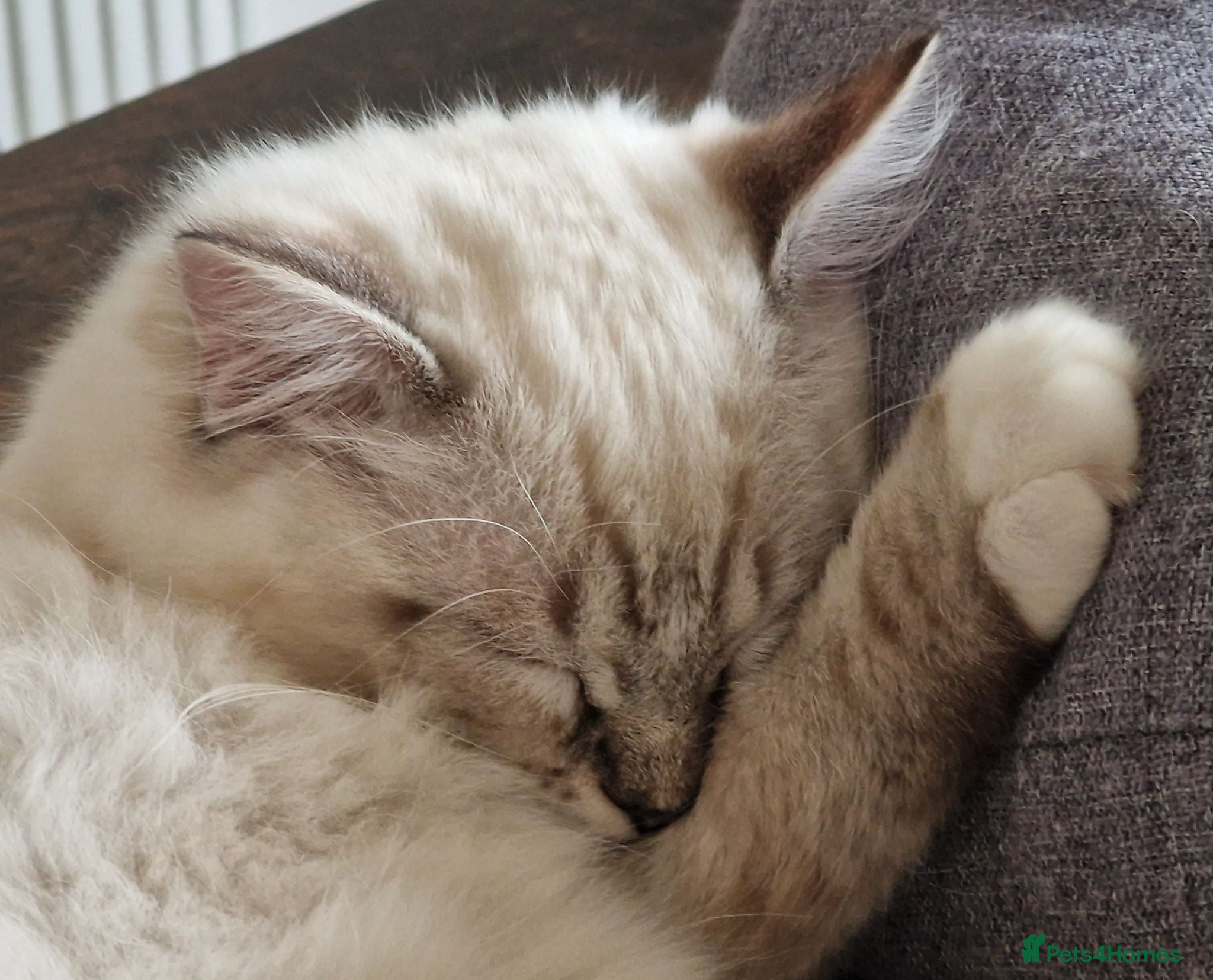 Ragdoll cats 👑Grand Champion Bloodlines Ragdoll Kittens👑 - Advert 1