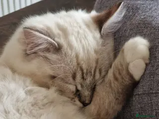 Ragdoll cats 👑Grand Champion Bloodlines Ragdoll Kittens👑 - Advert 1