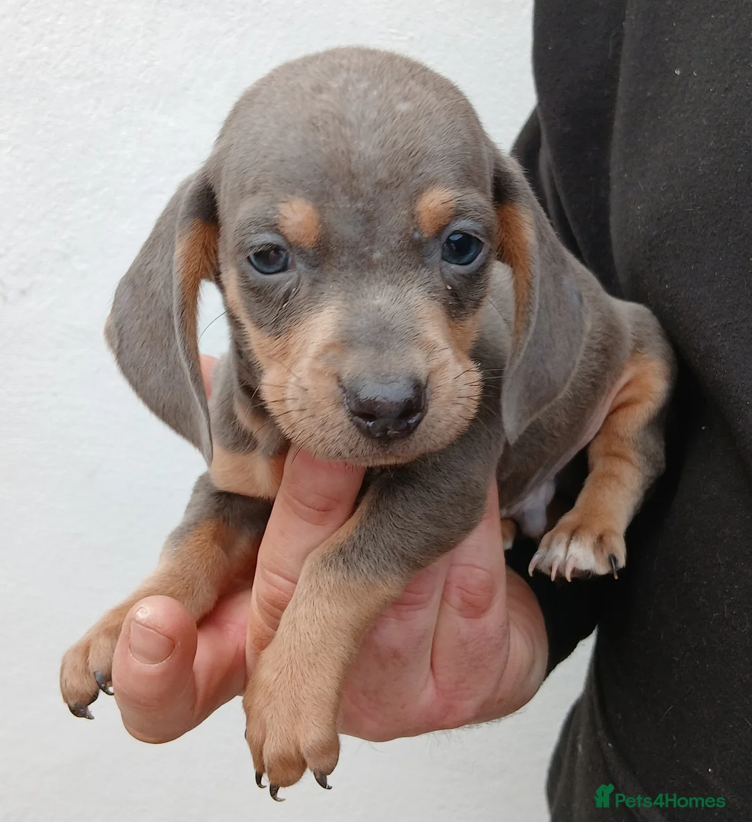 Dachshund dogs for sale: Ready to leave Beautiful dachshund puppies  - Advert 8