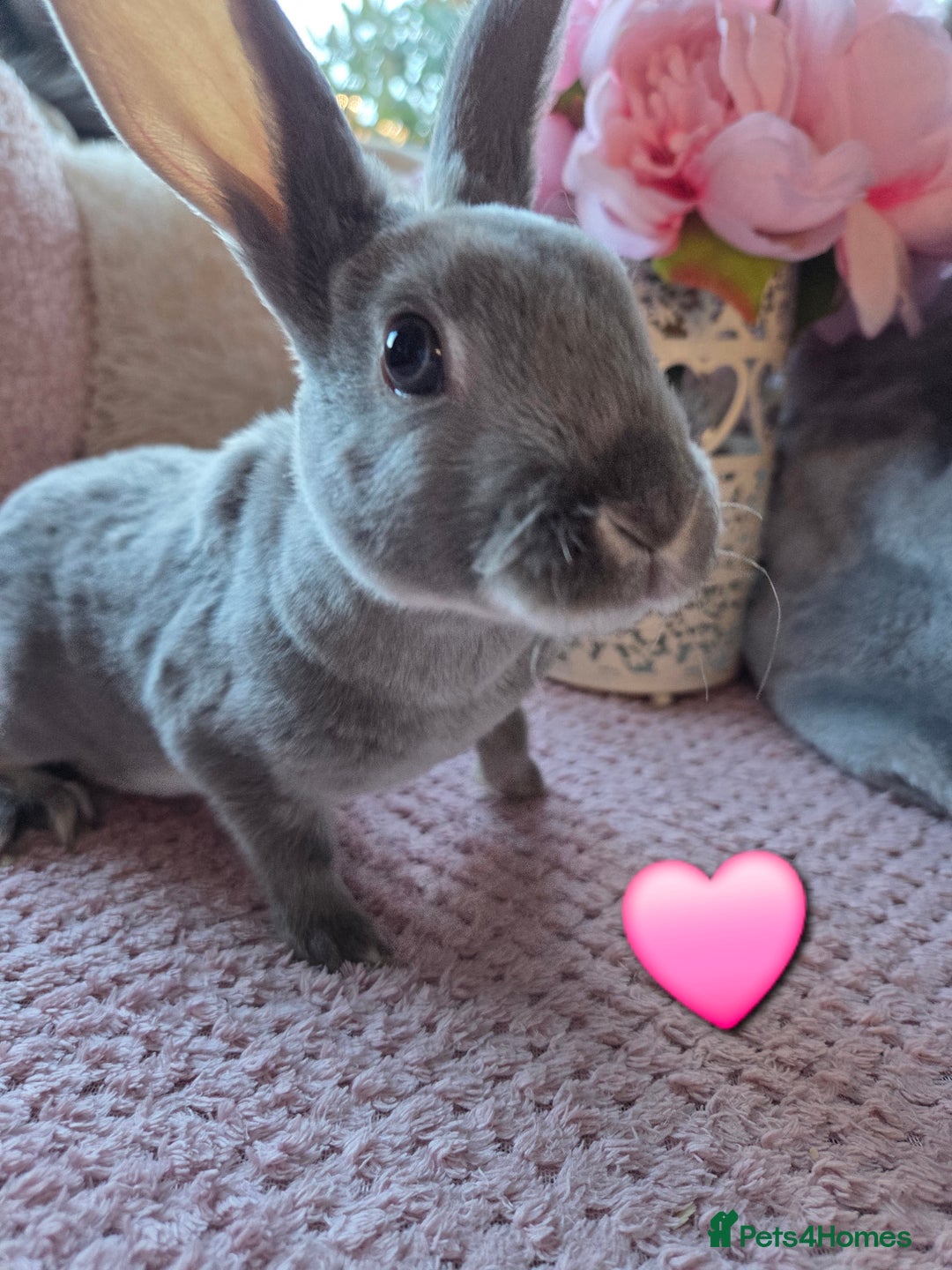 Rex rabbits for sale: 🐰🐰Beautiful baby mini rex 🐰🐰 - Advert 14