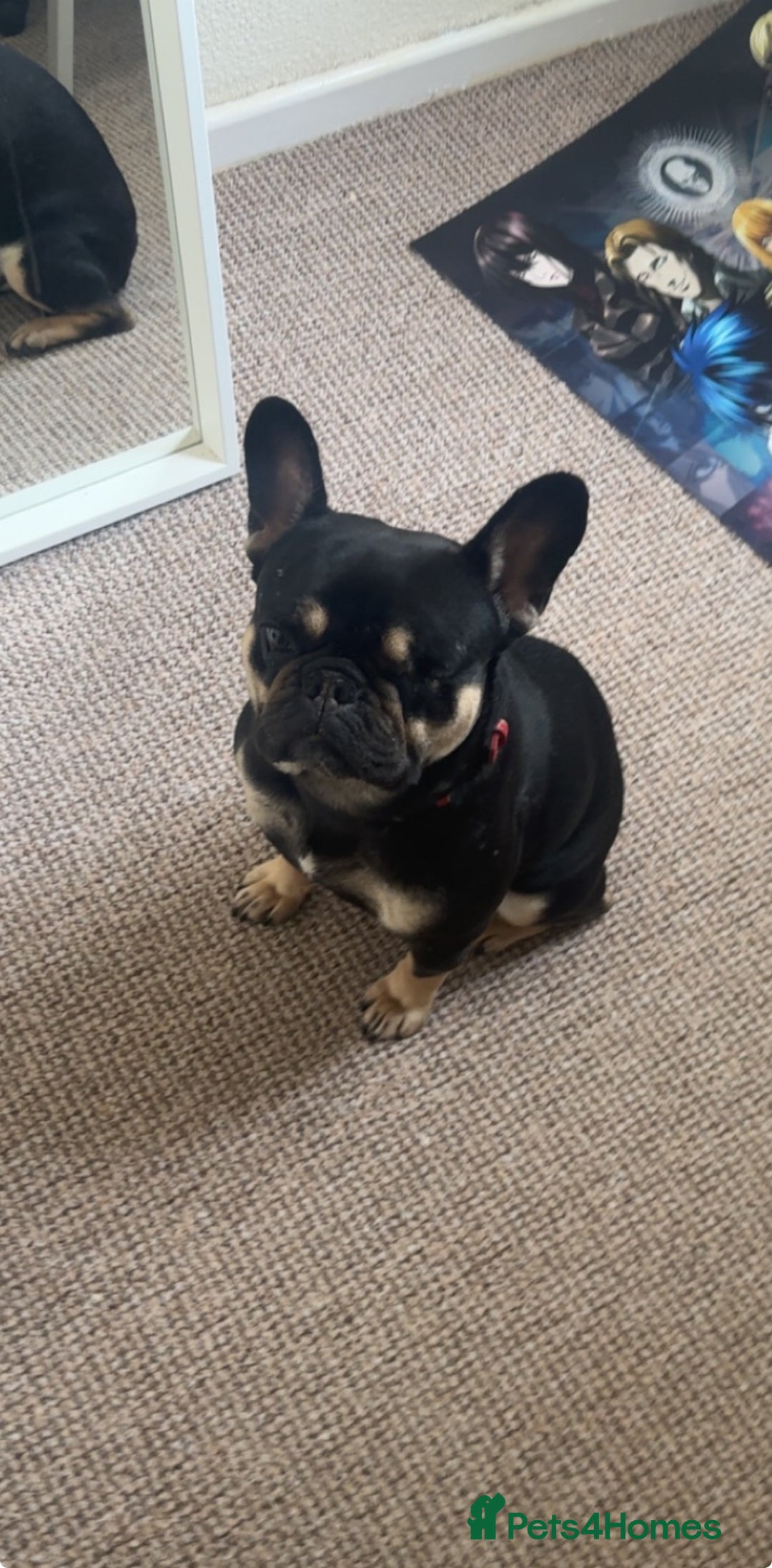 French Bulldog dogs for sale: Lunarya - Loving 4-Year-Old French Bulldog  - Advert 8