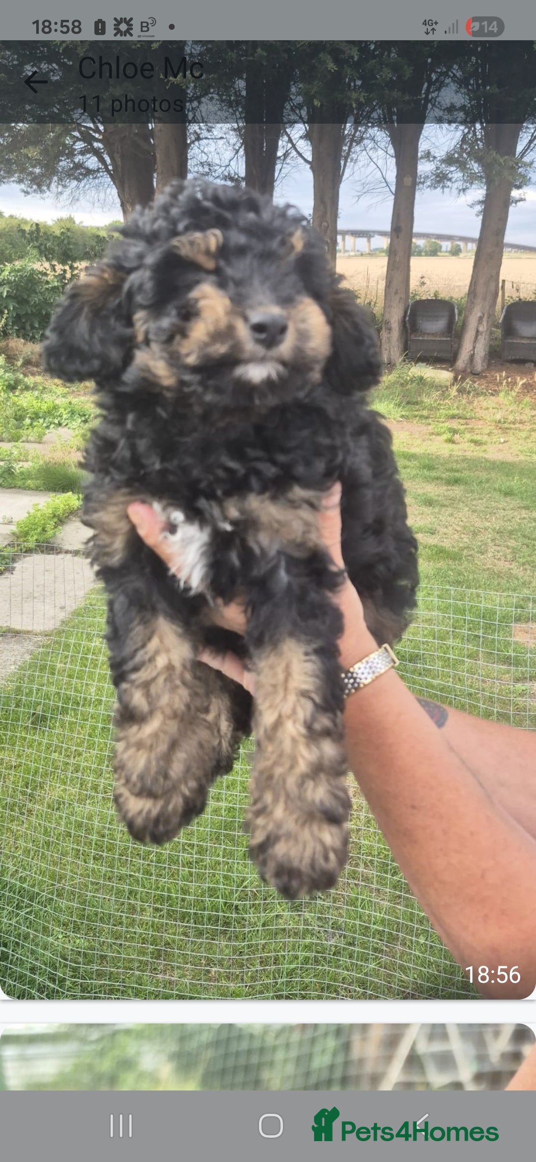 Cockapoo dogs for sale: Cockapoo  LAST GIRL AVAILABLE NOW - Image 10