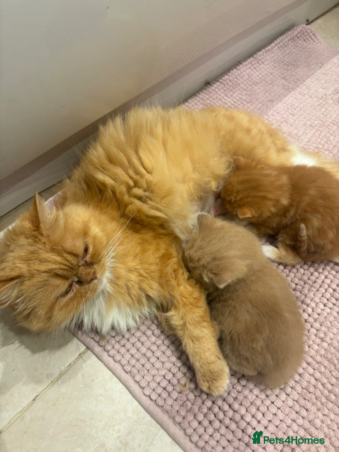 Persian cats for sale: Persian cross kittens  - Advert 2