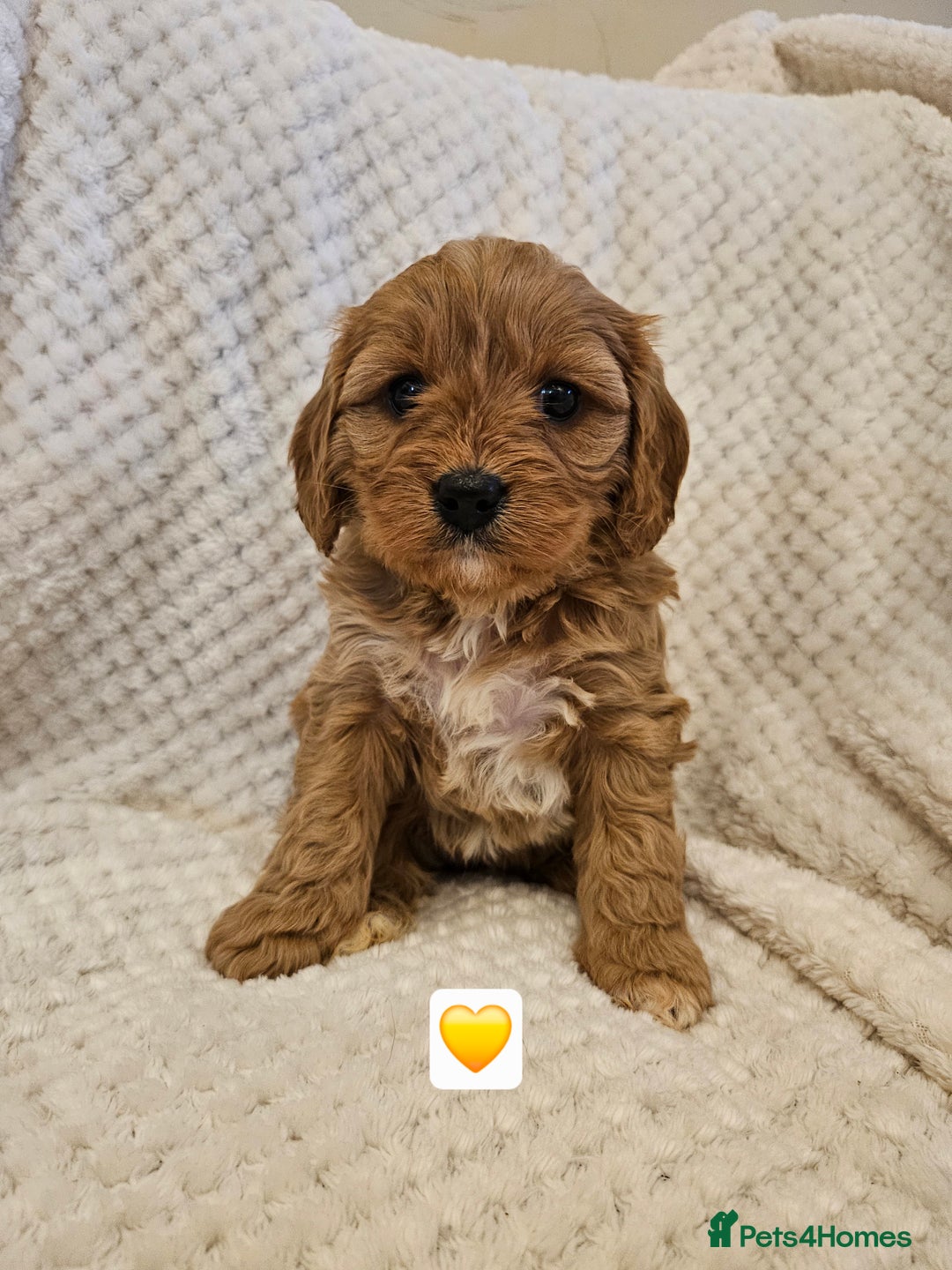 Cavapoo dogs for sale: Vet checked Cavapoo puppies F1 generation for sale - Advert 9