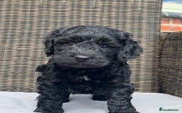 Cockapoo dogs for sale: F1 Cockapoo pups - Image 3