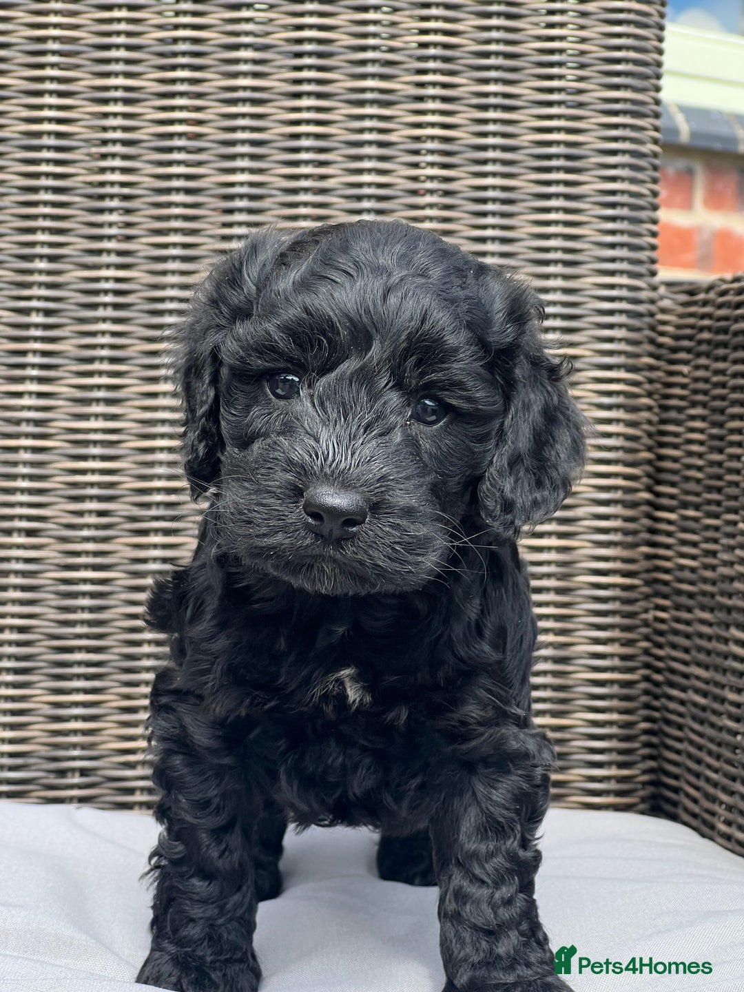 Cockapoo dogs for sale: F1 Cockapoo pups - Image 3