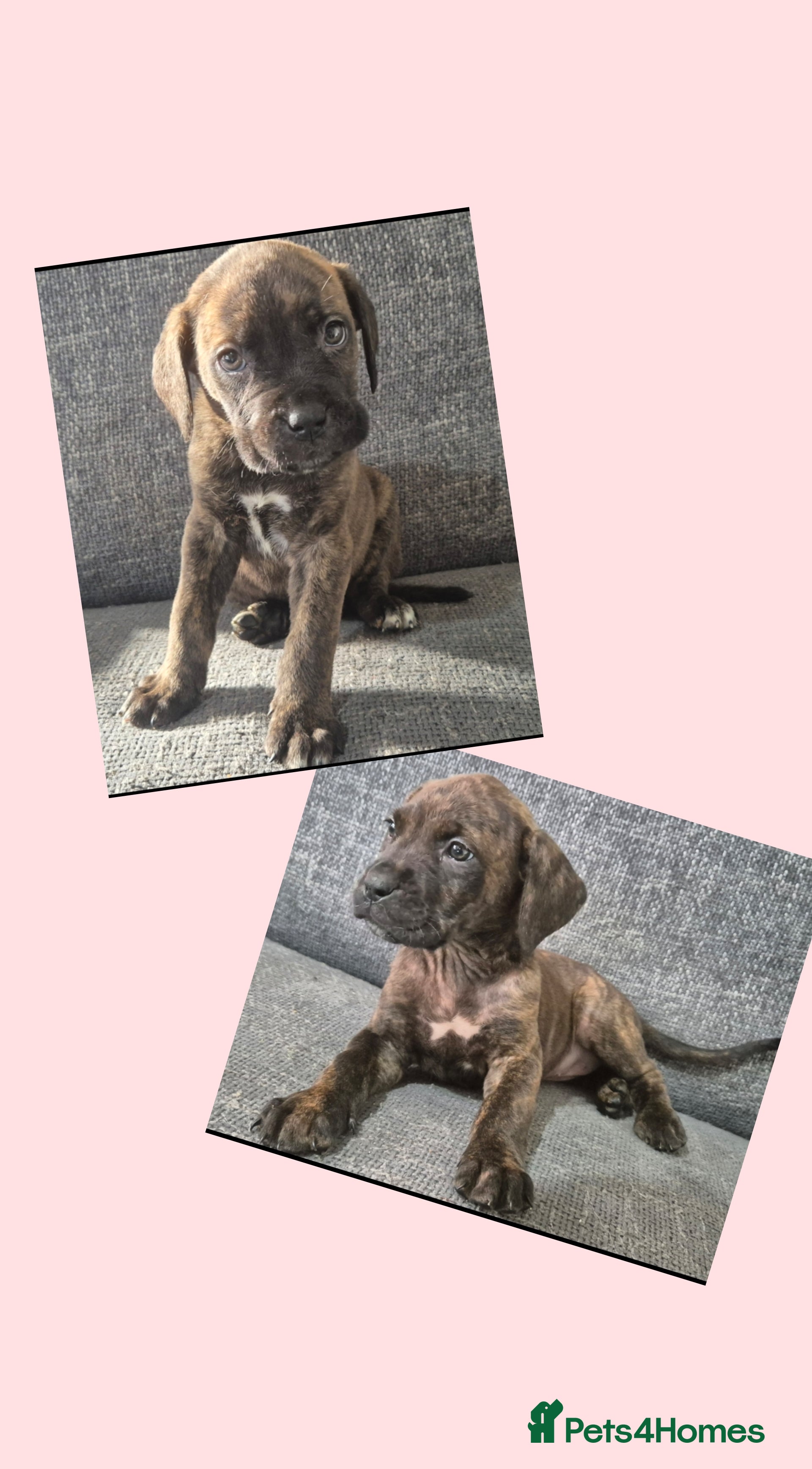 Mixed Breed dogs Two left! Mastiff cross Puppys looking for home  - Advert 16