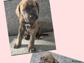 Mixed Breed dogs Two left! Mastiff cross Puppys looking for home - Advert 16