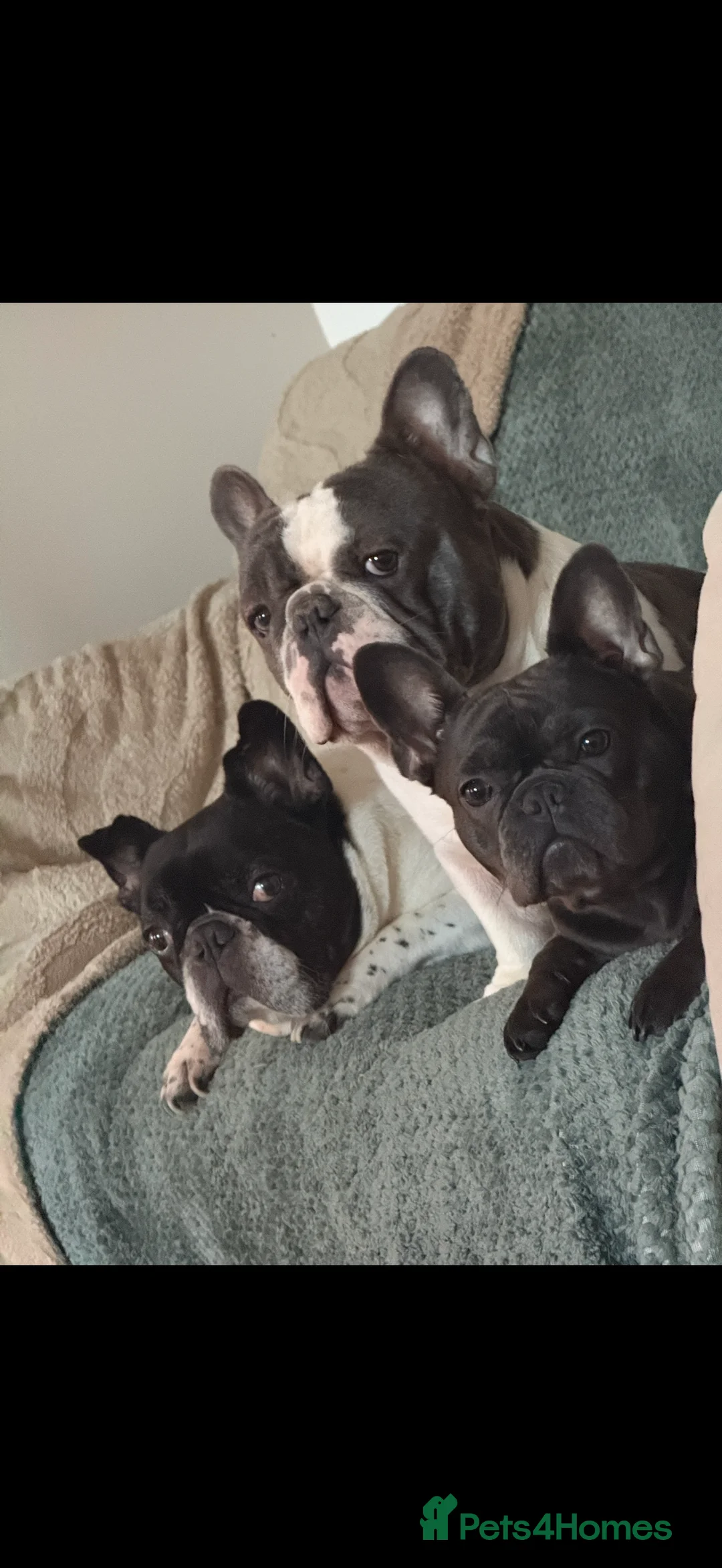 French Bulldog dogs for sale: French Bulldog  in Abingdon - Advert 17