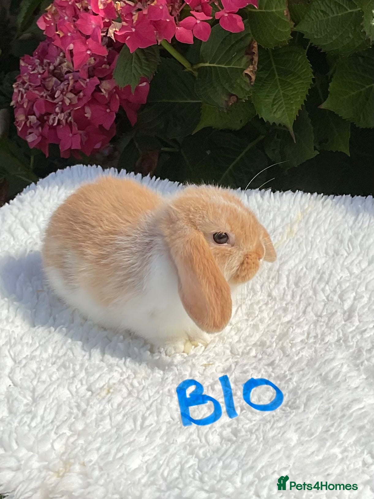 Mini Lop rabbits Pure bred mini lops baby rabbits . - Advert 2