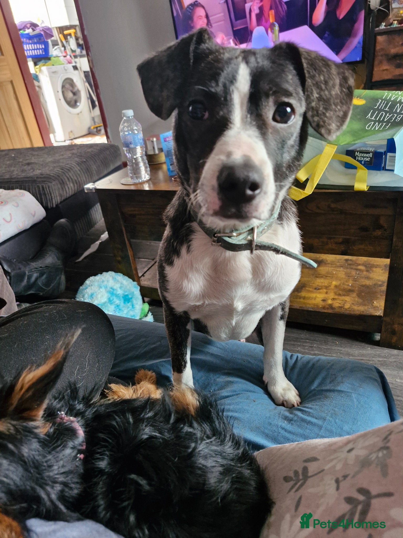 Mixed Breed dogs Cross breeds  - Advert 11