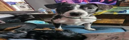Mixed Breed dogs for sale: Cross breeds  - Advert 1
