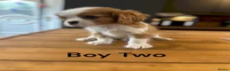 Cavalier King Charles Spaniel dogs for sale: ** DNA 🧬 PRA CLEAR CAVALIER KING CHARLES PUPPIES  - Advert 6