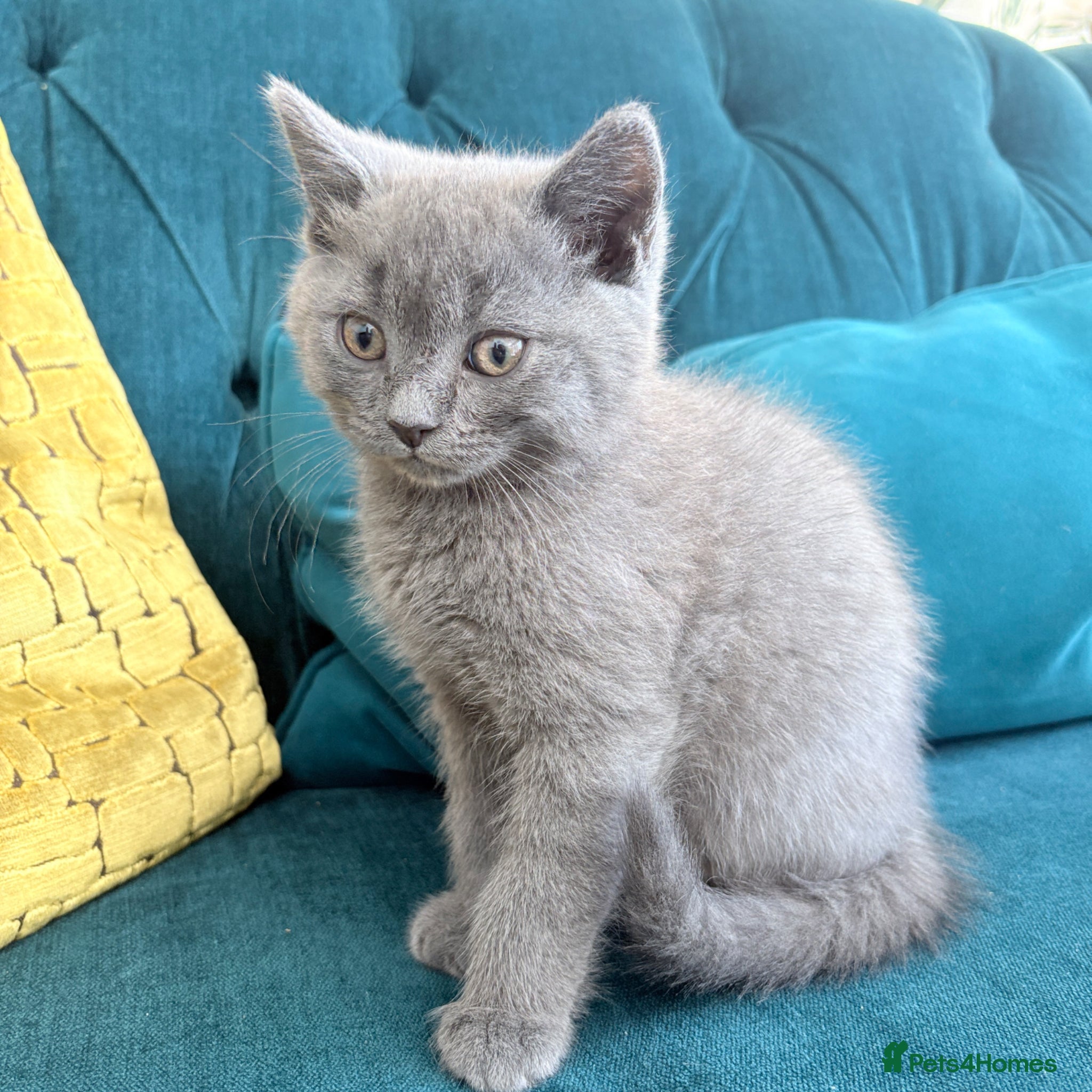 British Shorthair cats for sale: 2 Beautiful British Shorthair Kittens - Advert 4