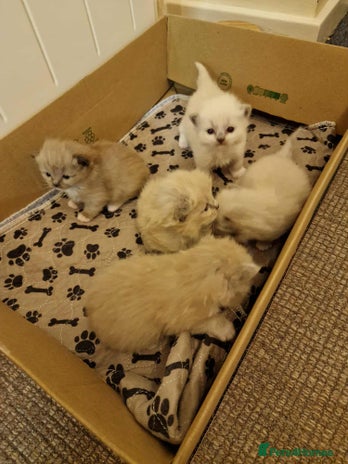 Ragdoll cats Stunning TICA Ragdoll Kittens - Mink, Sepia, - Advert 2